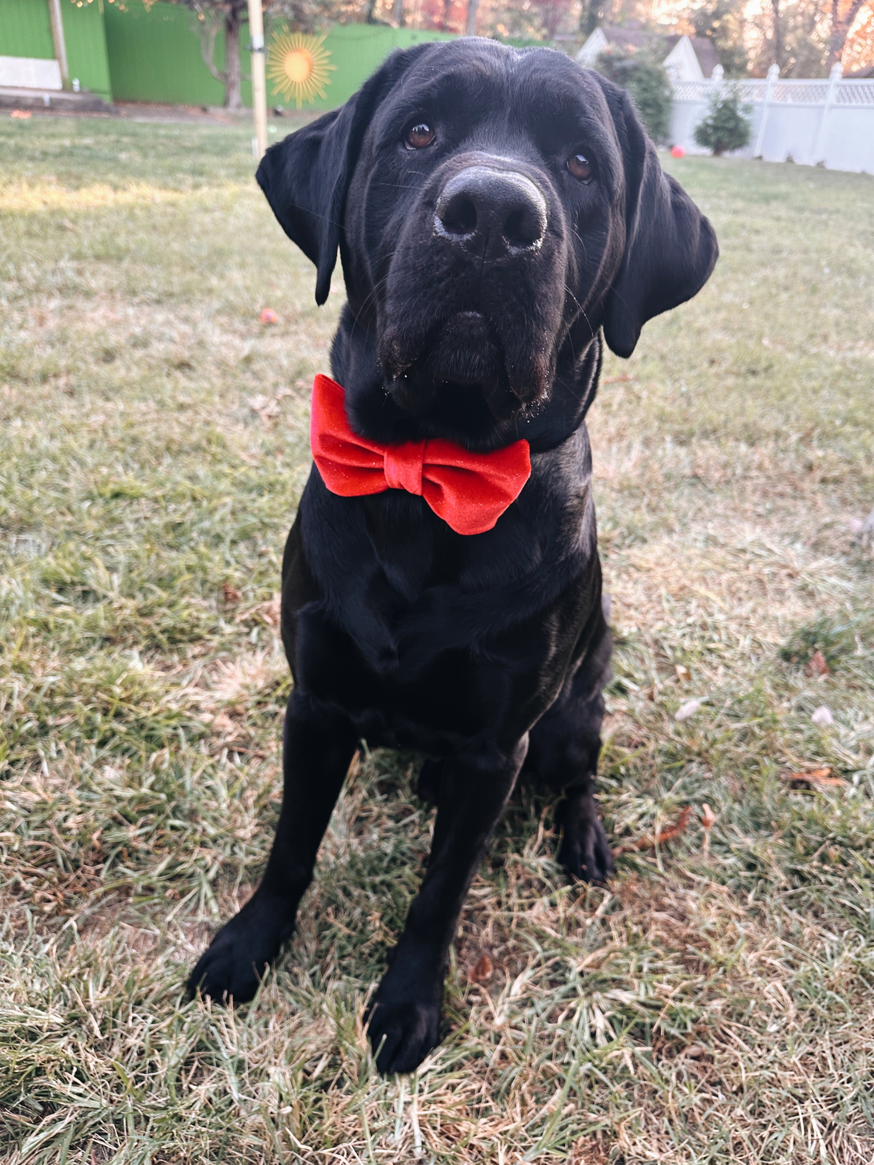 Bow Tie